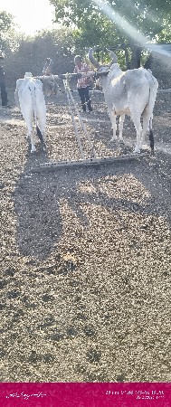 ગોઢલા વેચવા ના છે