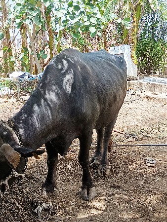 વેતર 3