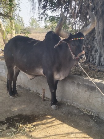 બળદ વેચવાનો છે