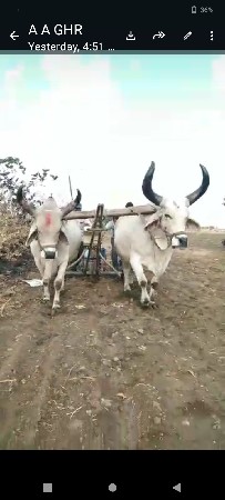 બળદ વેચવાના છે