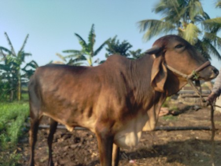 દેશી ગાય