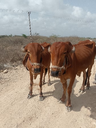 બળદ વેચવાના છે