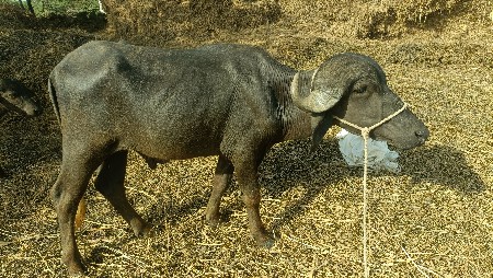 પાડો વેચવાનો છે