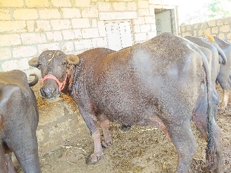2 ભેંસ વેસવાની 1 ખડિયુ સે