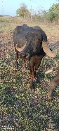 2 ખડેલા વેચાવ ના છે