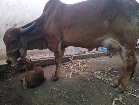 દેશી હોડકી વેચવા ની છે