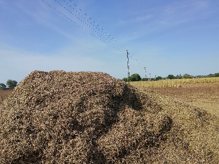 અડદ