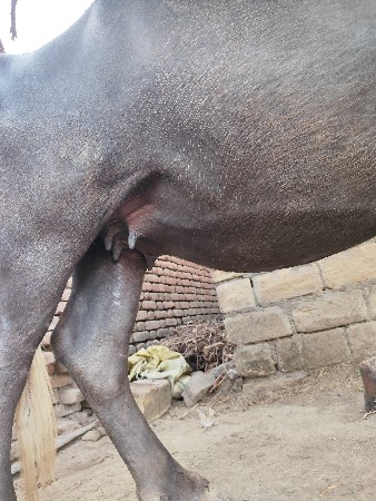 ભેંસ વેચવાની છે