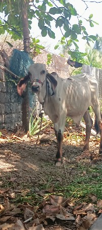 વાછડો વેચવાનો છે