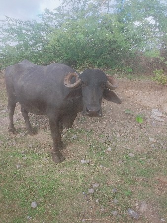 ભેંસ વેચવાની છે
