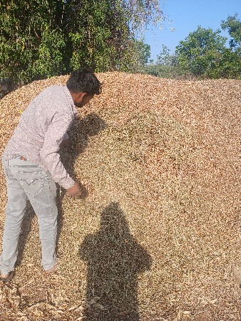 મગફળીનો જી  20 નો પાલો