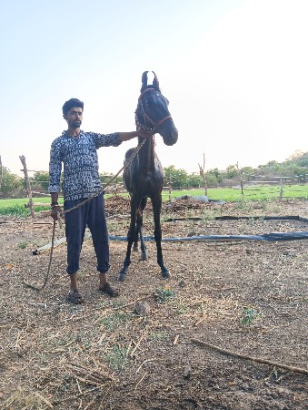 મારવાડી વછેરી