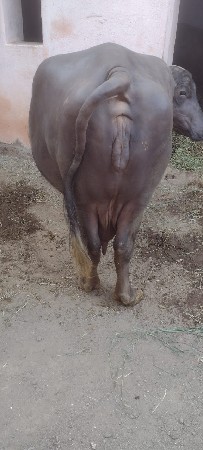 ભેંસ વેચવાની છે ભેંસ વેચવાની છે