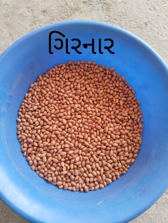 39 અને ગિરનાર બિયાં વેચવાના છે
