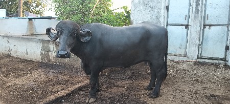 ભેંસ વેચવાની છે