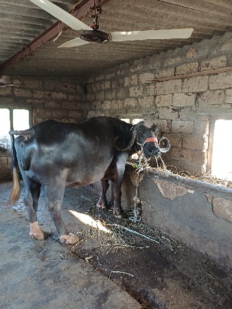 સિસોદિયા સાપરાજ ભાઈ નાનુભાઈ