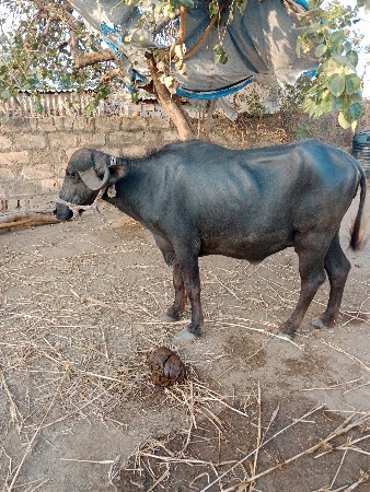 ખડેલું વેચવાનું છે