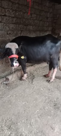 ભેશવેશવાનિછેબિજુવેતરછેવિયાણિલછે