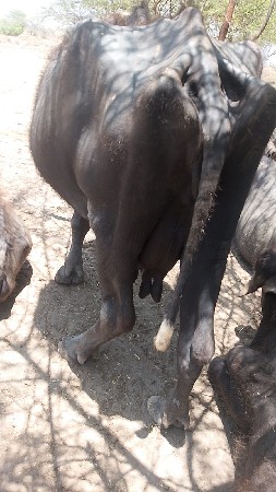 ભેસ