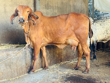 પેલું વેતર હોડકી વેચવાની છે