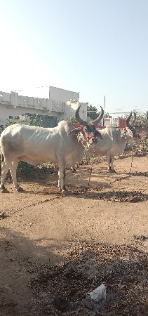 શિવ સાહેબ