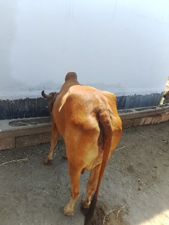 ગાય વેચવાની છે