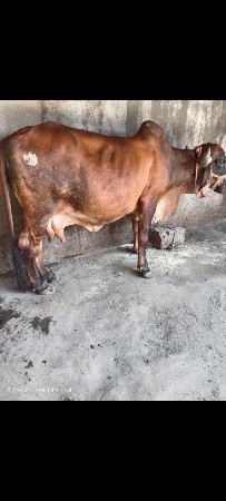 ગીર ગાય વેચવાની છે