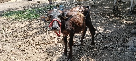 પાડી દેવા ની છે