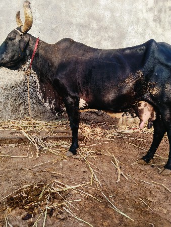 આગાયવેસવાનીસે