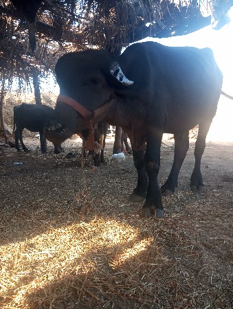 મુસ્તાક ભાઈ દેવગઢ   નં9327035221