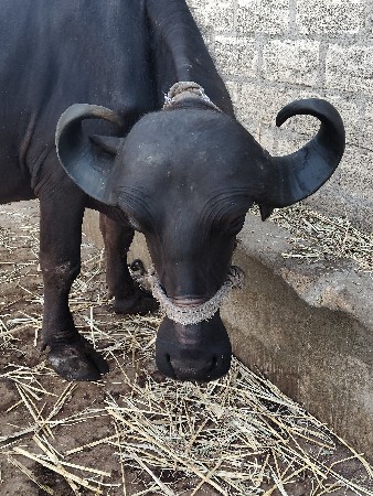 vechvani છે