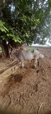 બણદ