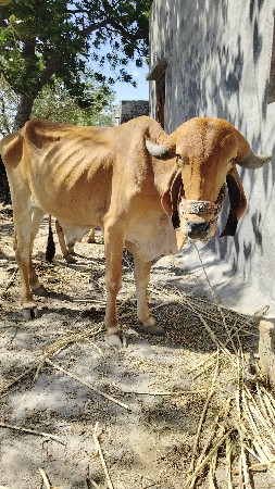 બળદ બેસવાના છે