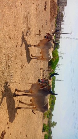વેચવાના છે