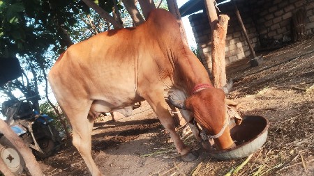વેચવાનું છે ગીરવા વડકી વેચવાની છે