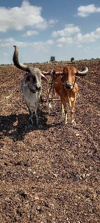 4 ધર ના સે