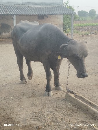 ત્રણ ખડેલી