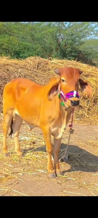 ગોઢલો વેચવાનો છે