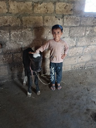 ભેંસ વેશાવાની છે