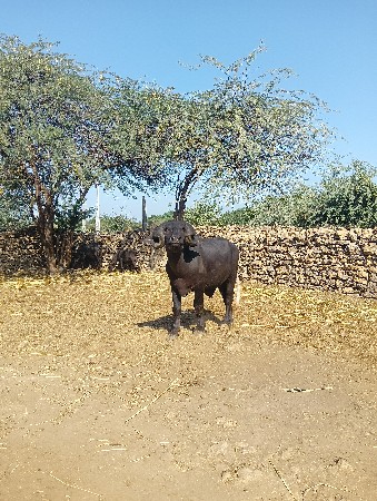 પાડો વેચવાનો છે