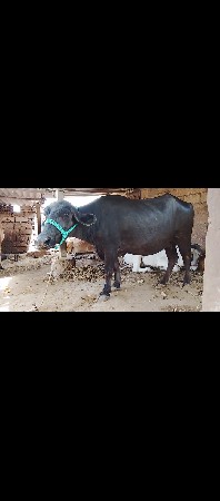 હોળકી ને ખડાય વેસવાના છે