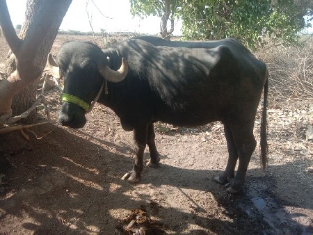 ખડેલુ વેચવા નું છે