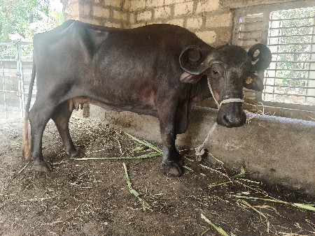 ગાભર  ભેંસ વેચવાની છે