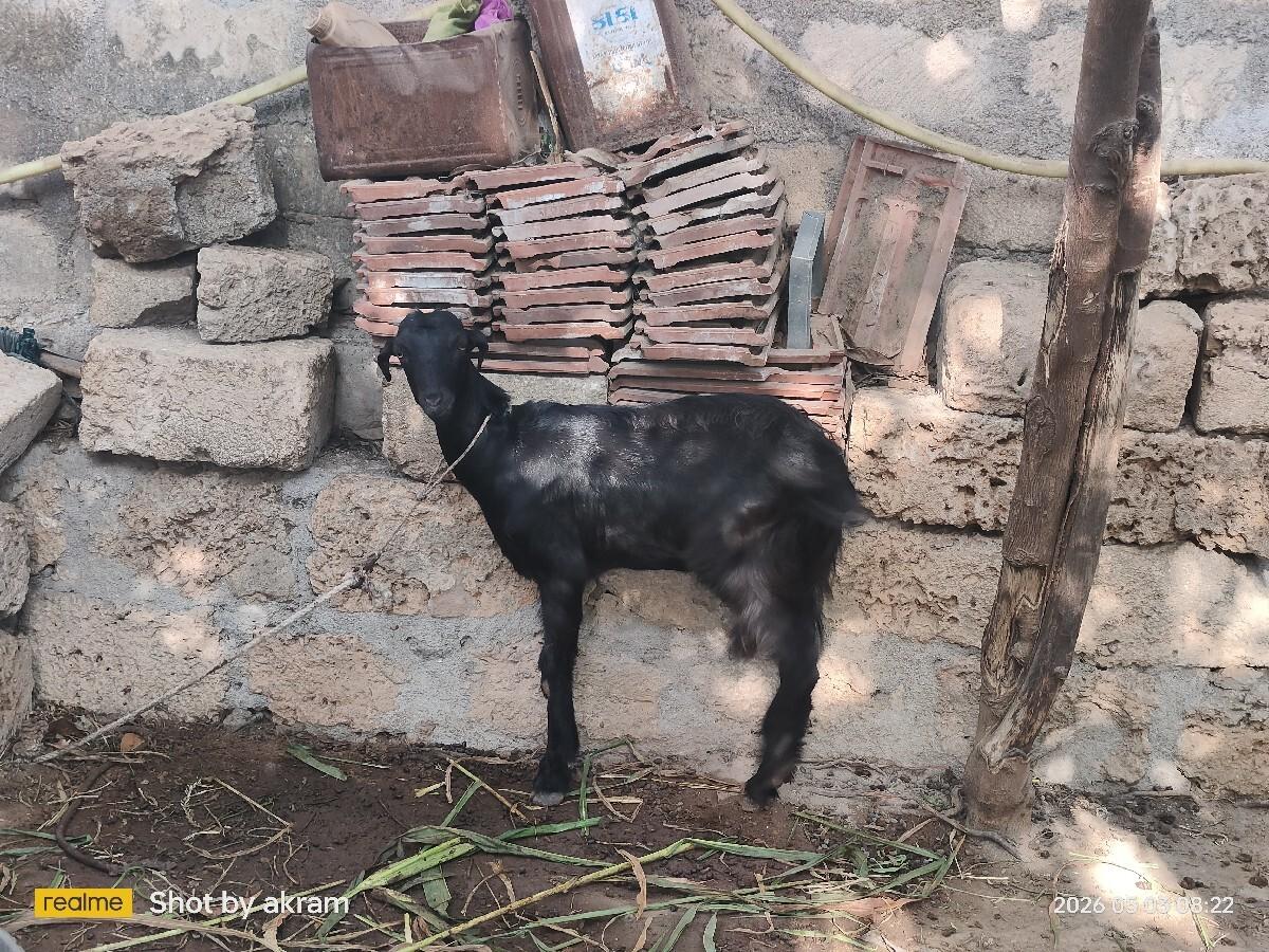 1 બકરી વેચવાની છે
