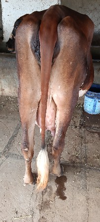 ગીર ક્રોસ ગાય વેચવાની છે