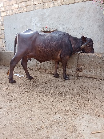 બેજા વેતર નુ ખડીલુ વેચવાનું છે
