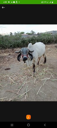 ગાય
