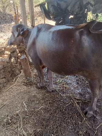 આ ભેંસ વેસવાની છે 7623994308
