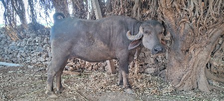 9 મહિના ગભનેણી ભેંસ વેચવાની છે.