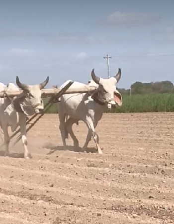 બળદ વેચવાના હૈ